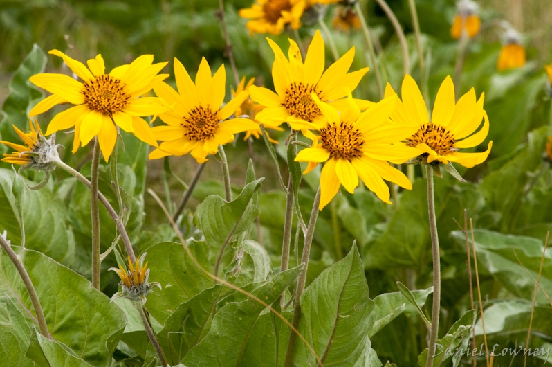 Field of gold